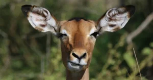 funny nepali shayari